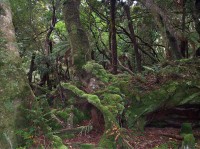 regenwoud op Stewart Island